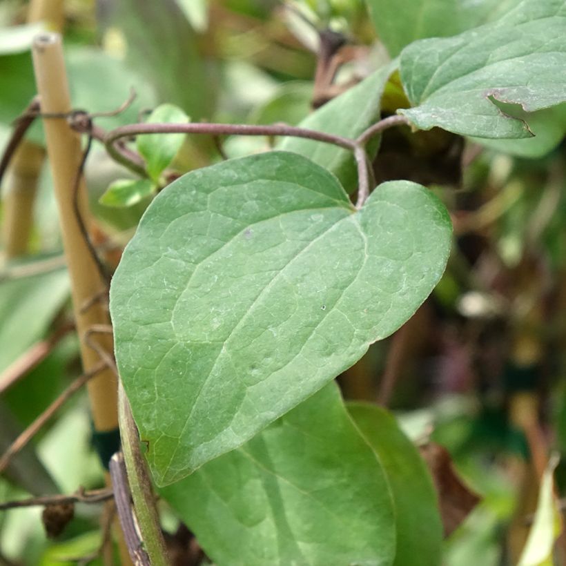 Clematis Honora (Folhagem)