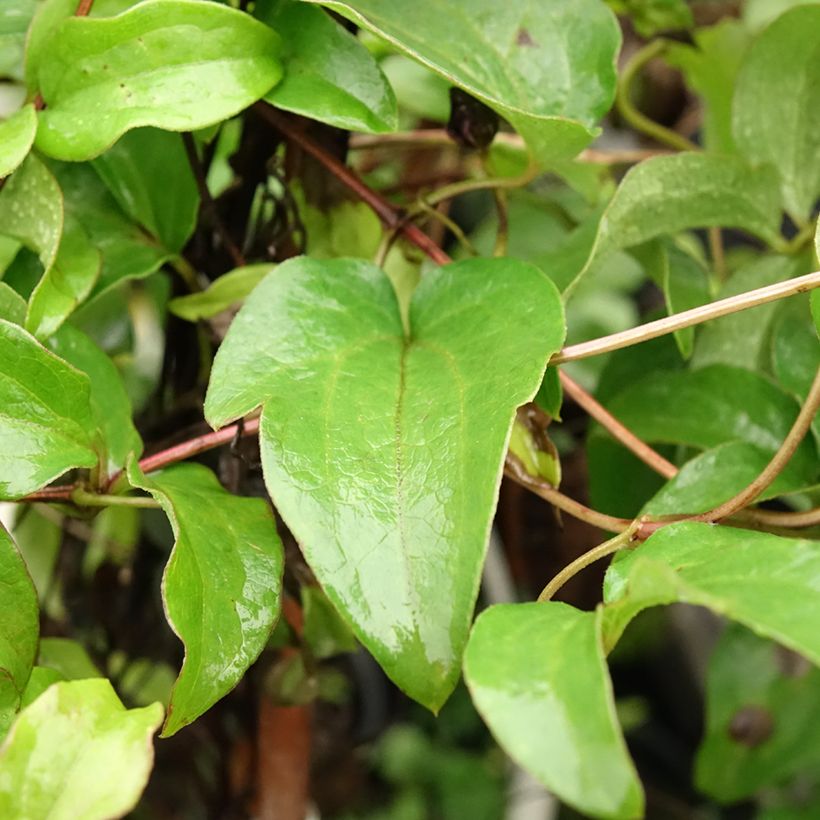 Clematis Huvi (Folhagem)
