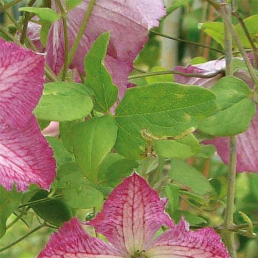 Clematis viticella I am Happy (Folhagem)