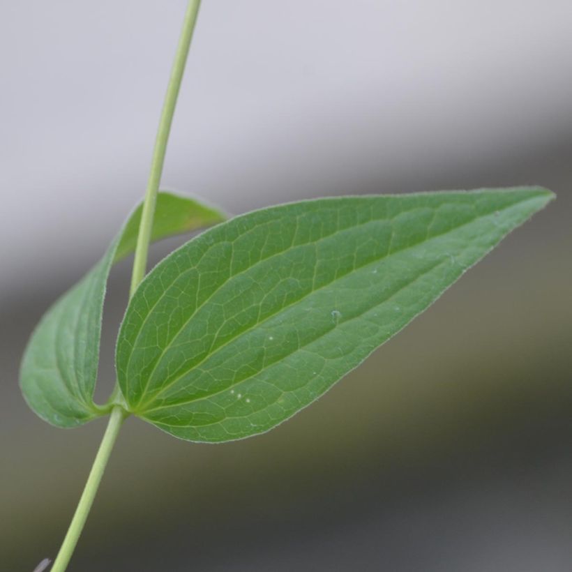 Clematis integrifolia Alba (Folhagem)