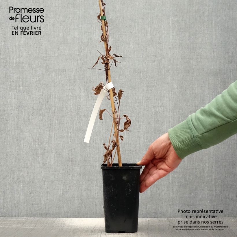 Amostra de Clématite integrifolia - Clematis integrifolia Blue Boy Vaso de 1,5 L/2 L tal como entregue no inverno