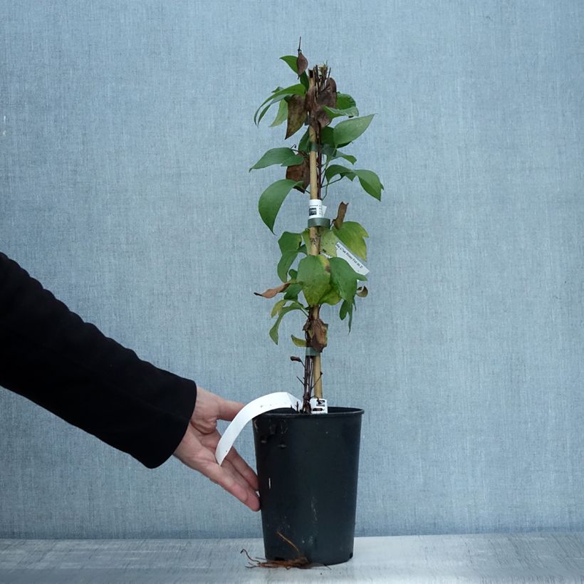 Amostra de Clematis integrifolia Blue River Zoblueriver Vaso de 2 L/3 L tal como entregue no outono