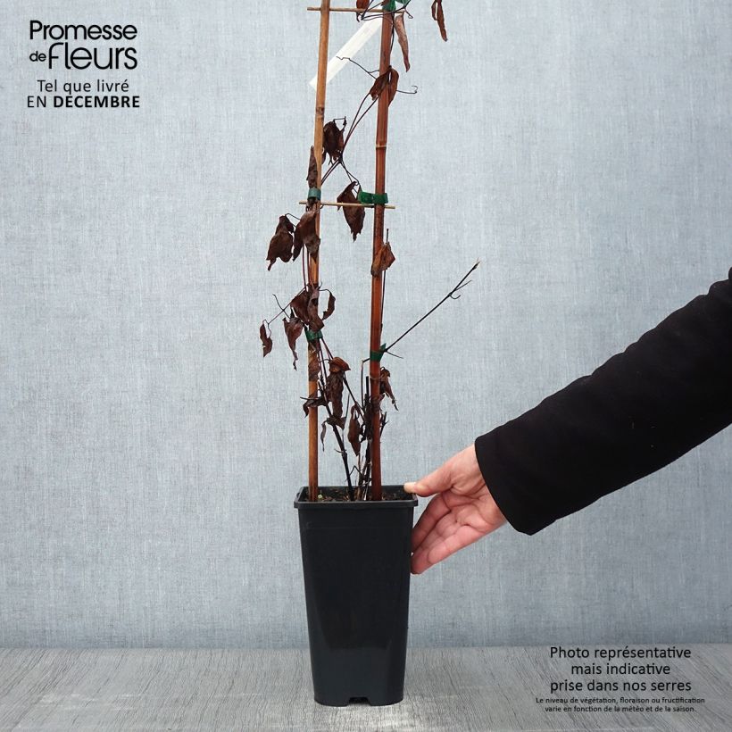 Amostra de Clematis integrifolia Saphyra Duo Rose Vaso de 2 L/3 L tal como entregue no outono