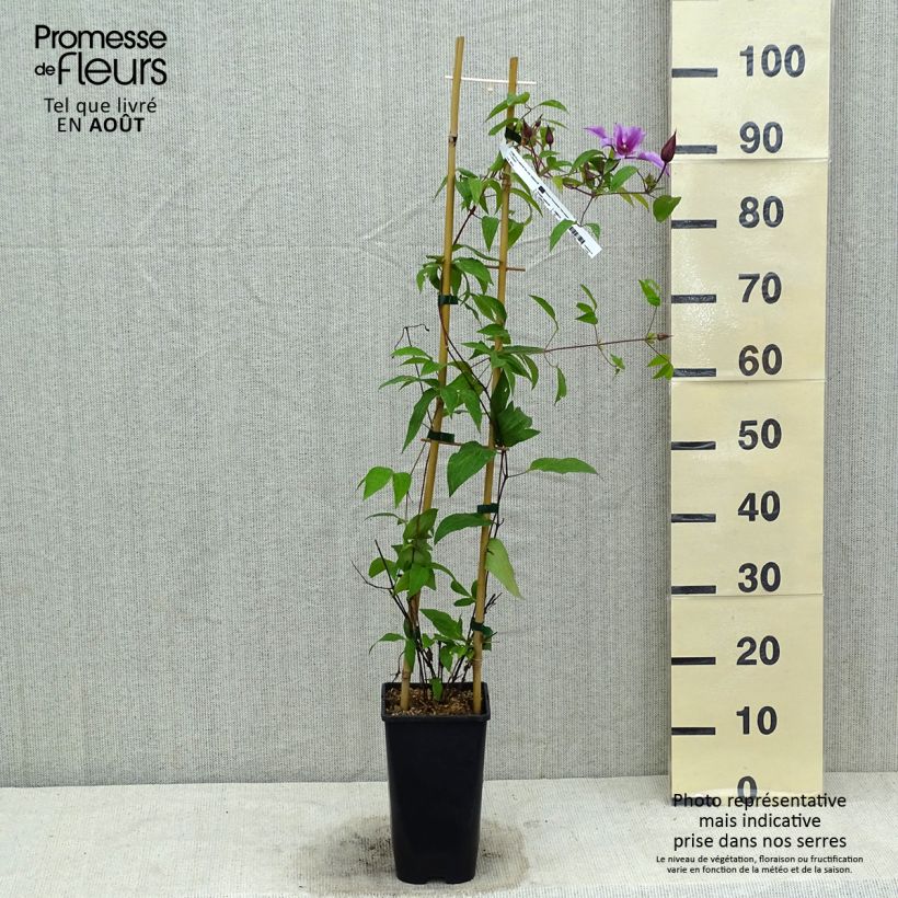 Amostra de Clematis integrifolia Saphyra Duo Rose Vaso de 2 L/3 L tal como entregue no verão