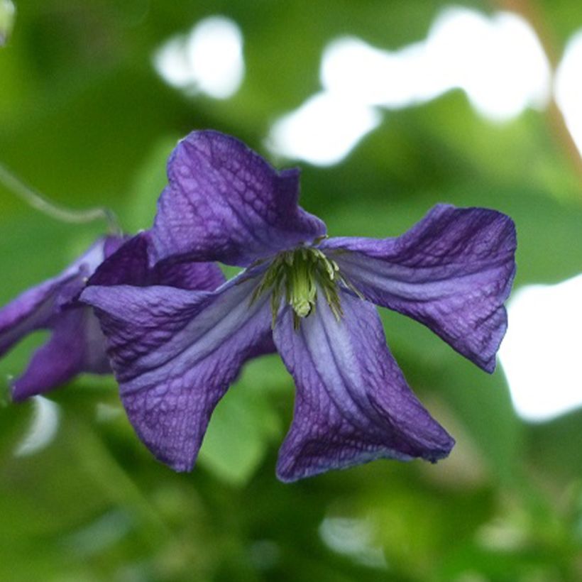 Clematis viticella (Floração)