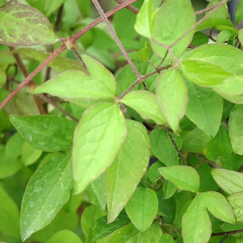 Clematis viticella - clematite italiana (Folhagem)