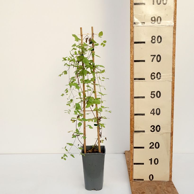 Amostra de Clematis viticella Walemburg Vaso de 1,5 L/2 L tal como entregue no outono