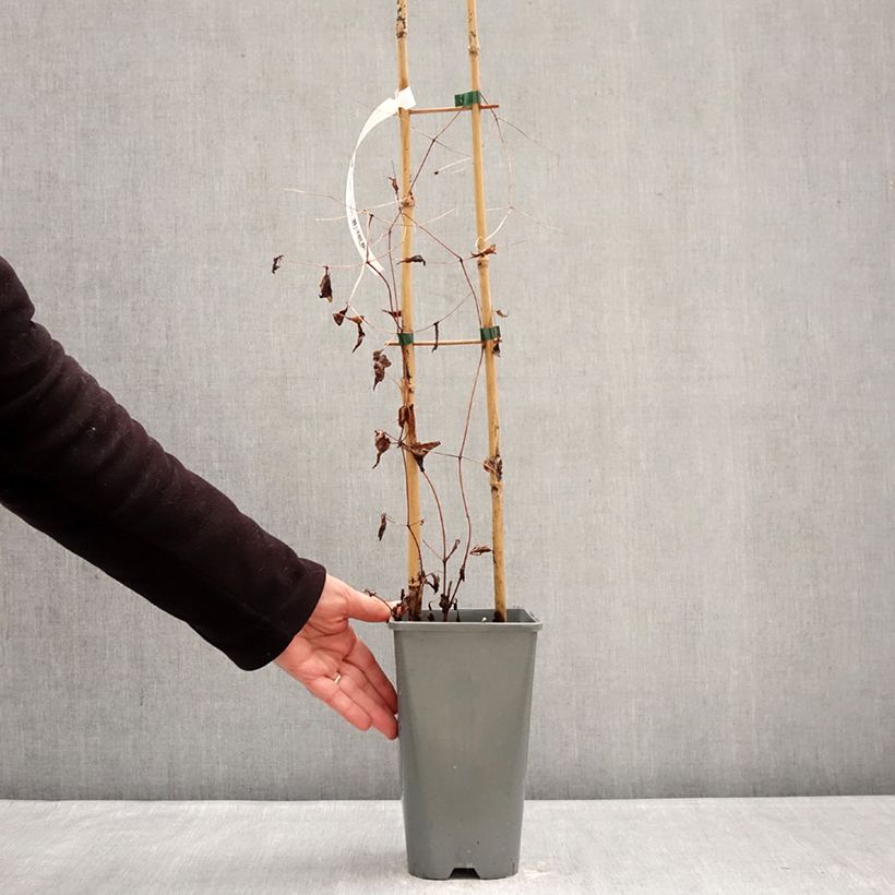 Amostra de Clematis viticella Walemburg Vaso de 1,5 L/2 L tal como entregue no inverno