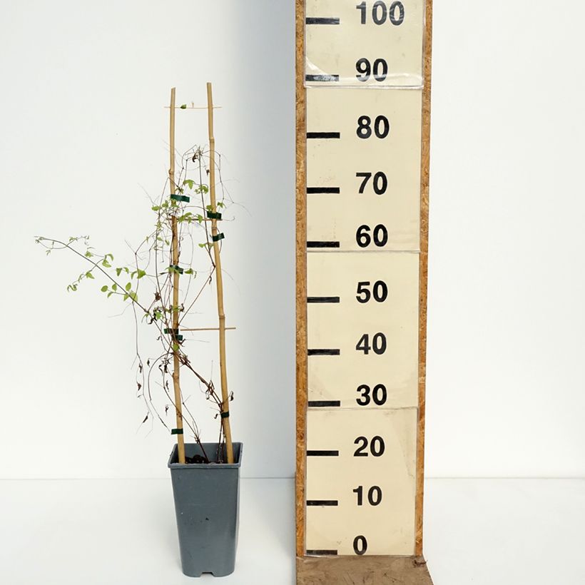 Amostra de Clematis viticella Walemburg Vaso de 1,5 L/2 L tal como entregue na primavera