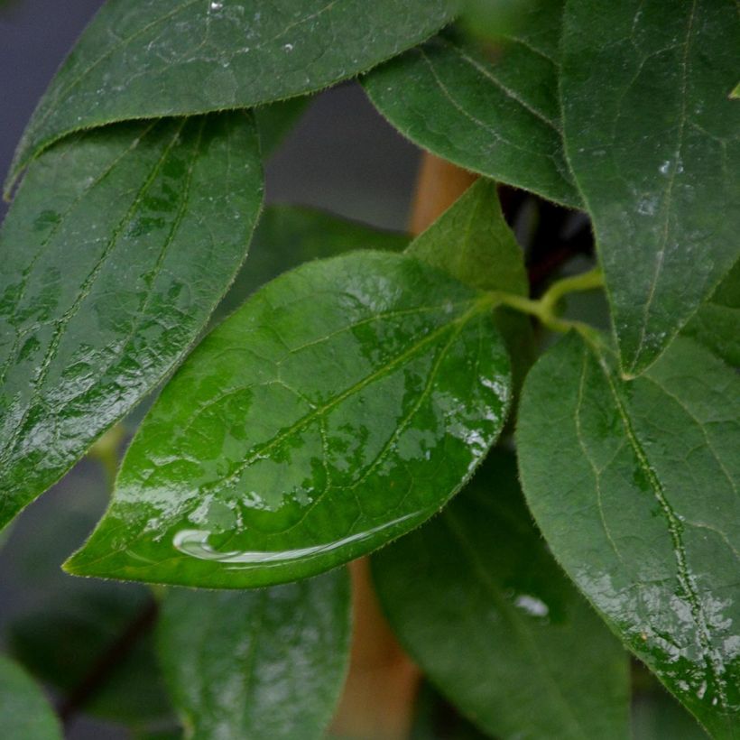Clematis Joséphine (Folhagem)