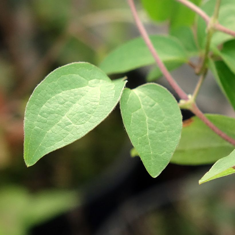 Clematis viticella Justa (Folhagem)