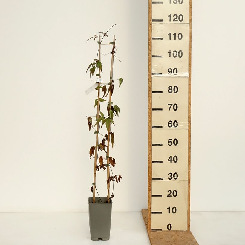 Amostra de Clematis Lavallée n°1 Vaso de 2 L/3 L tal como entregue no outono