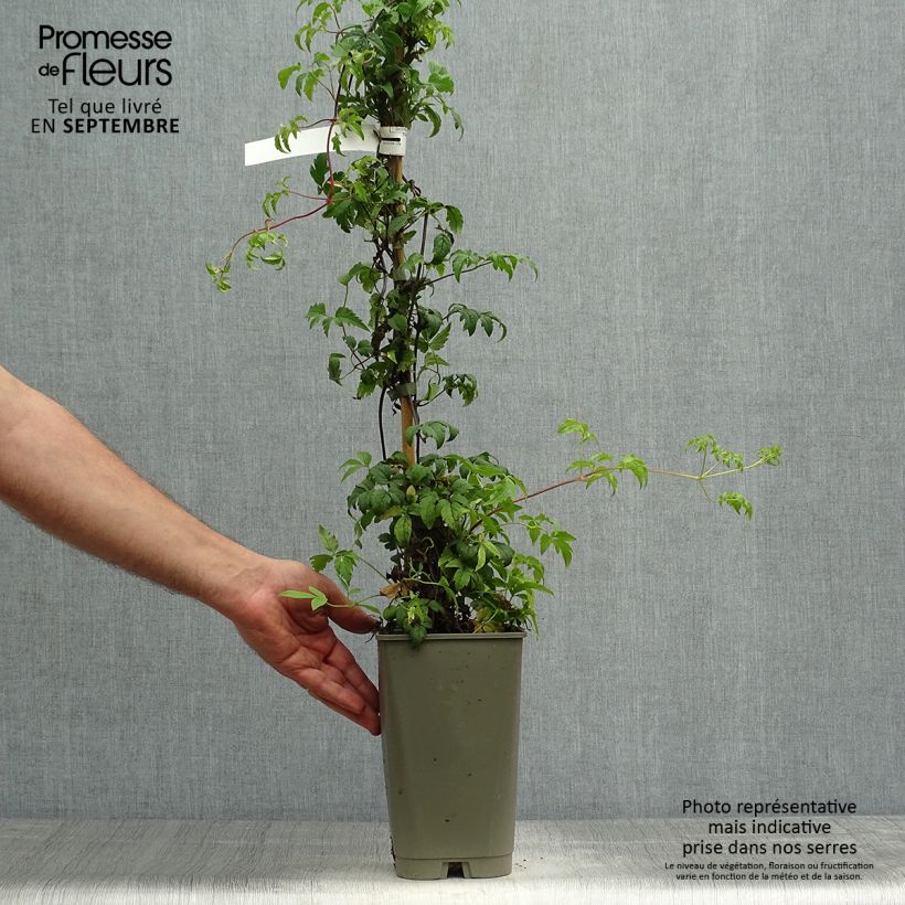 Amostra de Clematis Willy Vaso de 2 L/3 L tal como entregue no outono