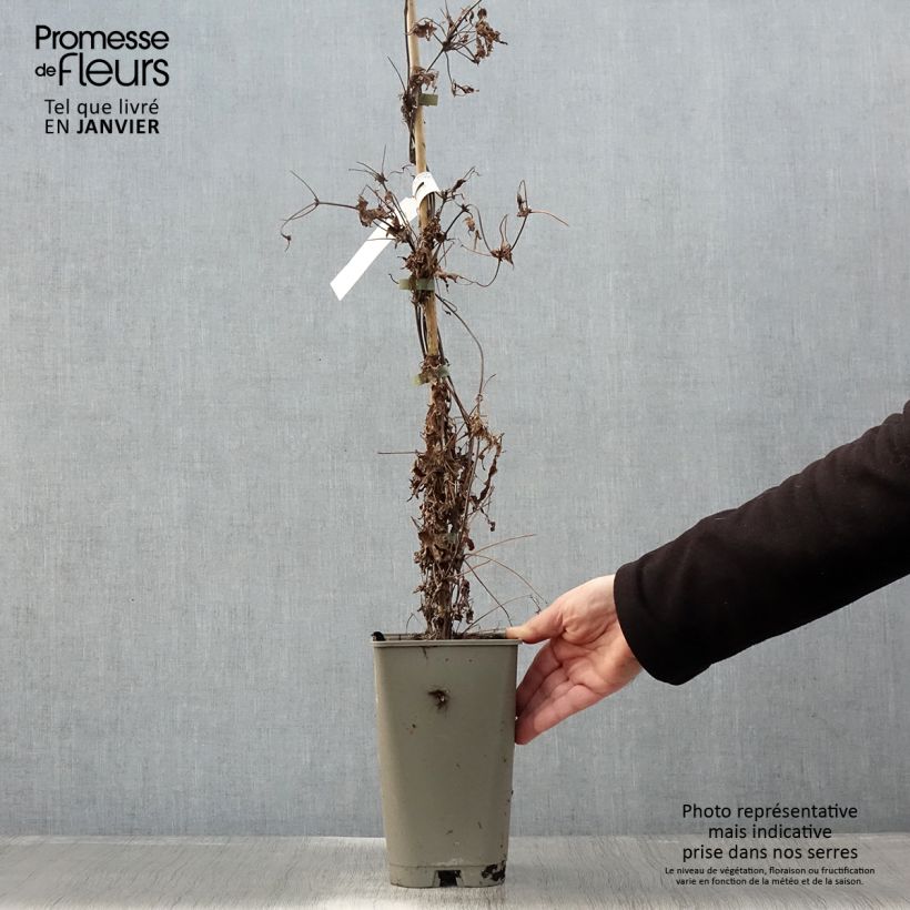 Amostra de Clématite macropetala - Clematis macropetala Willy Vaso de 2 L/3 L tal como entregue no inverno