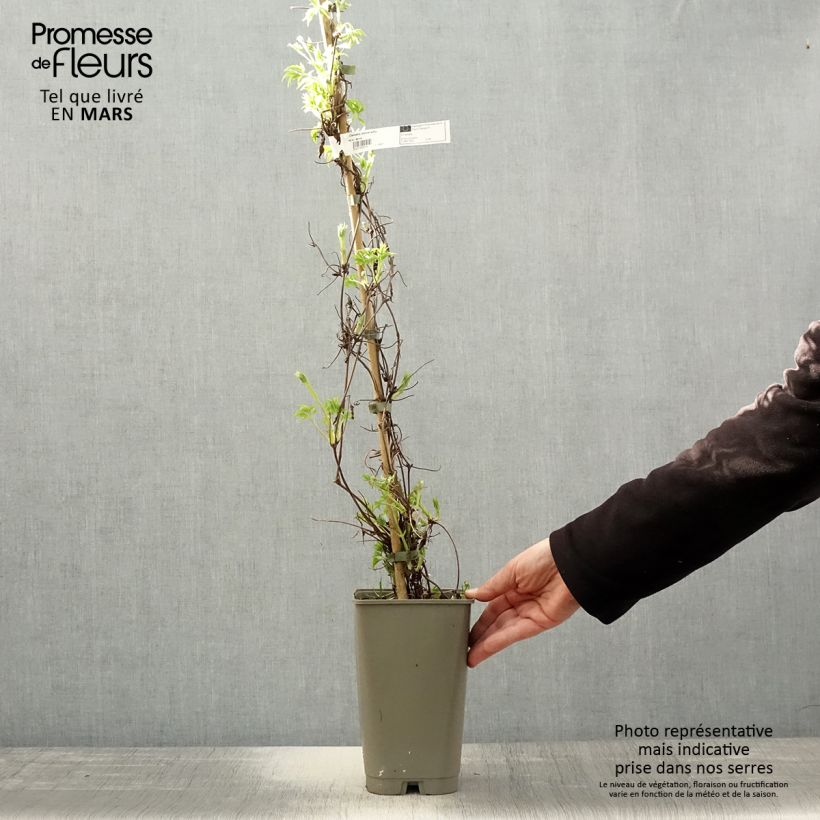 Amostra de Clematis Willy Vaso de 2 L/3 L tal como entregue na primavera