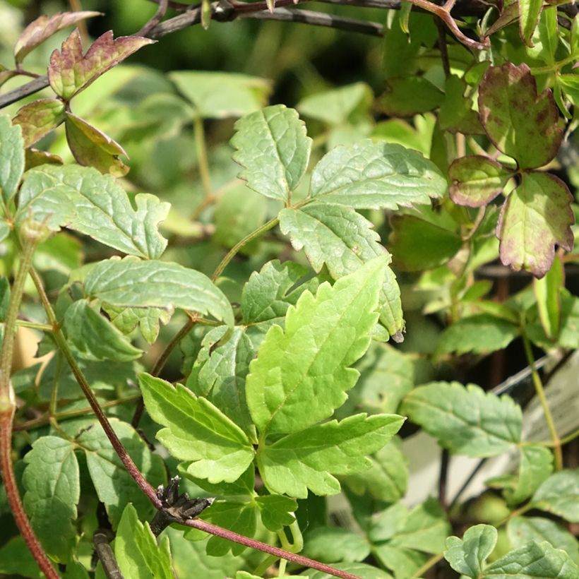 Clematis Willy (Folhagem)