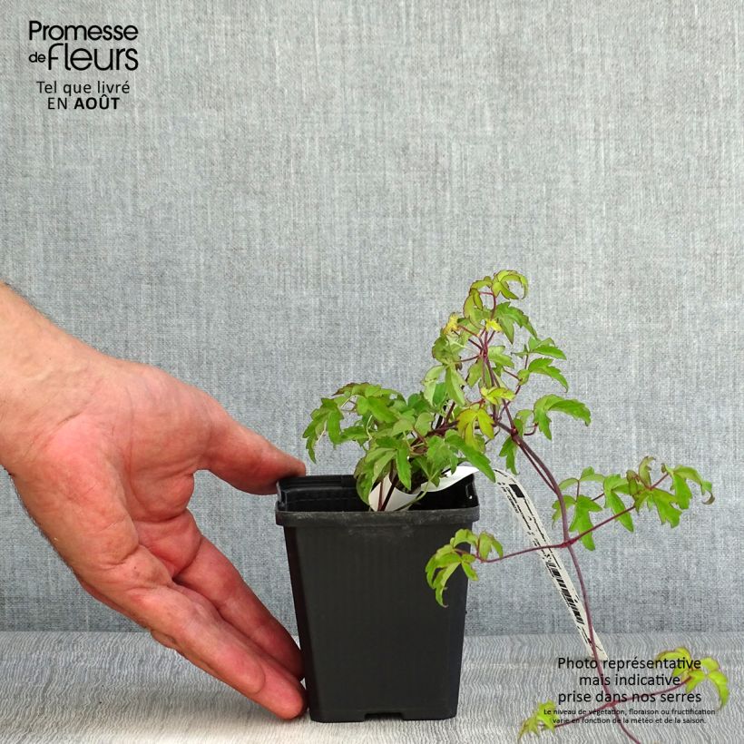 Amostra de Clematis macropetala Vaso de 8/9 cm tal como entregue no verão