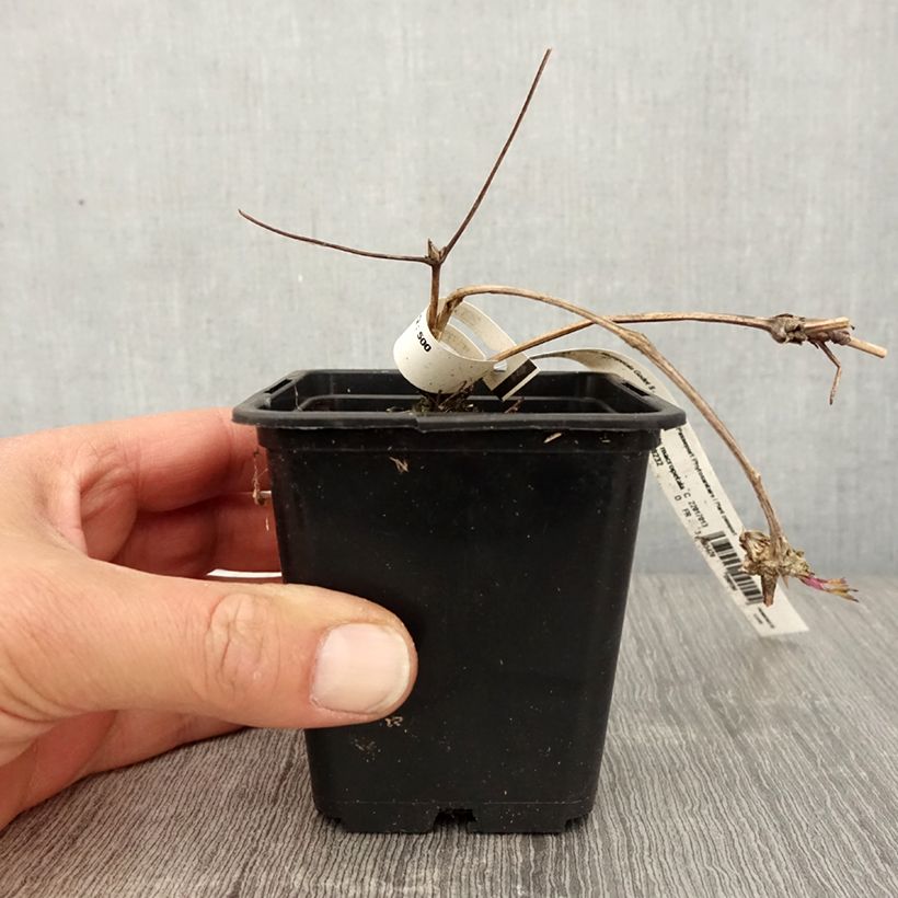 Amostra de Clematis macropetala Vaso de 8/9 cm tal como entregue na primavera