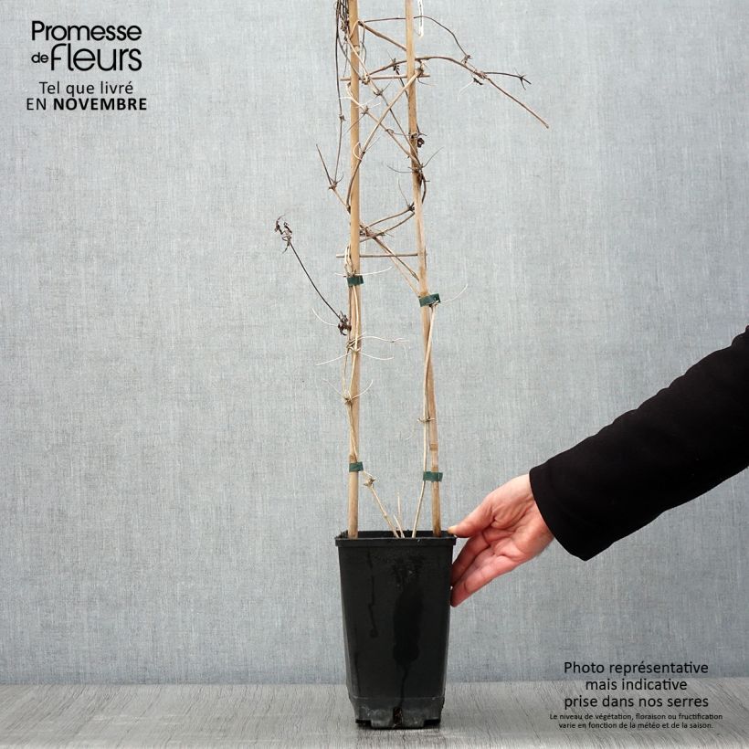 Amostra de Clematis macropetala Vaso de 3 L/4 L tal como entregue no outono