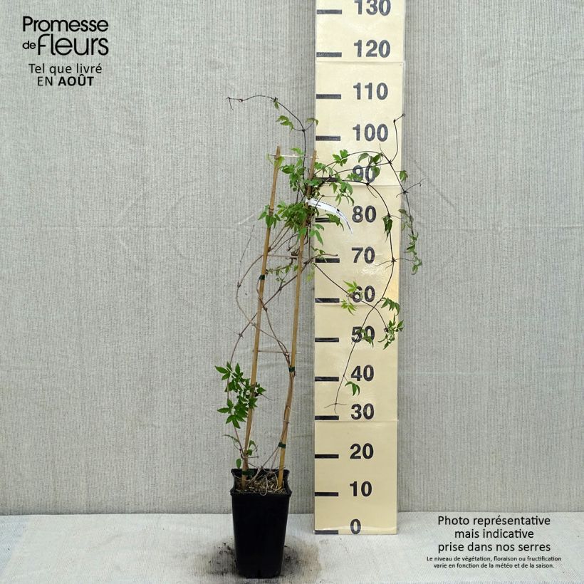 Amostra de Clematis macropetala Vaso de 3 L/4 L tal como entregue no verão