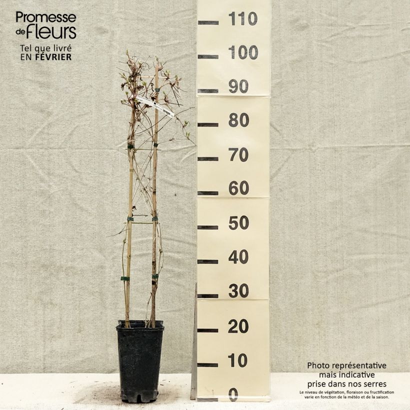 Amostra de Clematis macropetala Vaso de 3 L/4 L tal como entregue no inverno