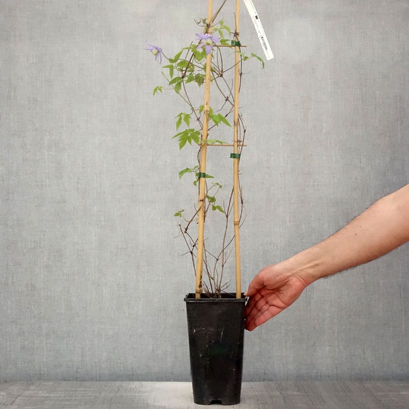Amostra de Clematis macropetala Vaso de 3 L/4 L tal como entregue na primavera