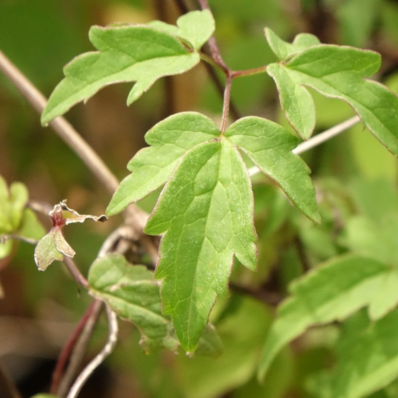 Clematis macropetala (Folhagem)