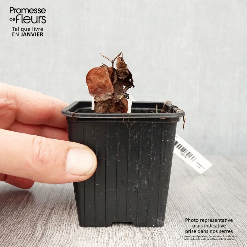 Amostra de Clematis Mme Lecoultre Vaso de 8/9 cm tal como entregue no inverno