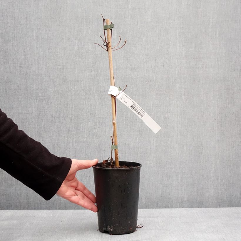 Amostra de Clematis Mme Lecoultre Vaso de 1,5 L/2 L tal como entregue no inverno