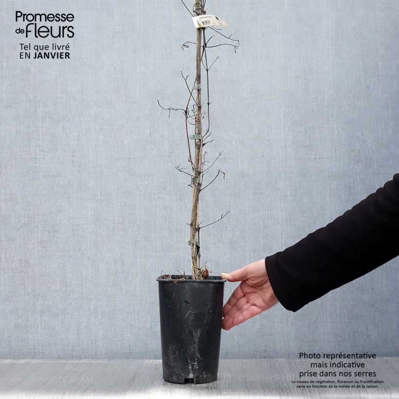 Amostra de Clematis Mme Lecoultre Vaso de 2 L/3 L tal como entregue no inverno