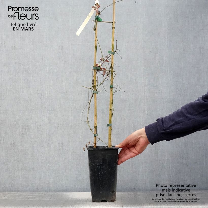 Amostra de Clematis Mme Lecoultre Vaso de 2 L/3 L tal como entregue na primavera