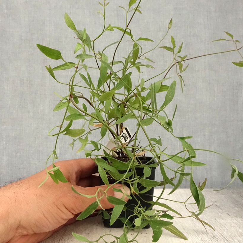 Amostra de Clematis flammula Vaso de 8/9 cm tal como entregue no verão