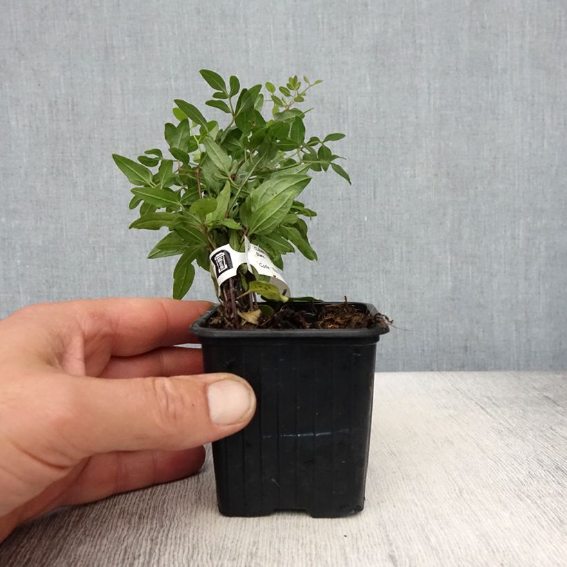 Amostra de Clématite odorante - Clematis flammula Vaso de 8/9 cm tal como entregue na primavera