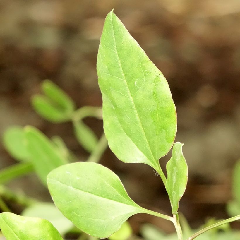 Clematis flammula (Folhagem)