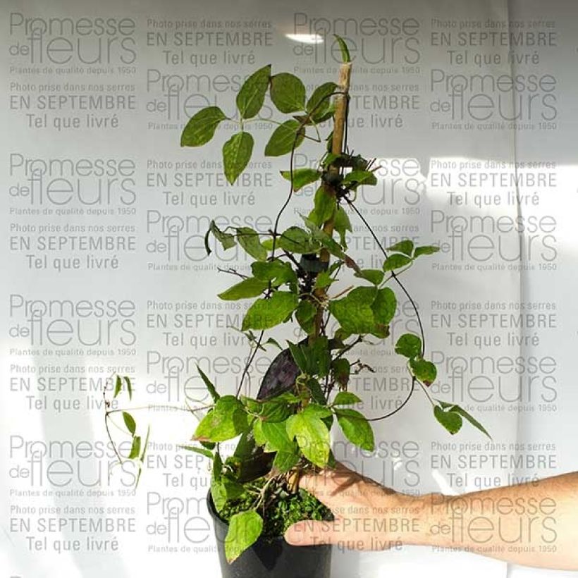 Exemplo de amostra de Clématite - Clematis Parasol Vaso de 2 L/3 L tal como entregue