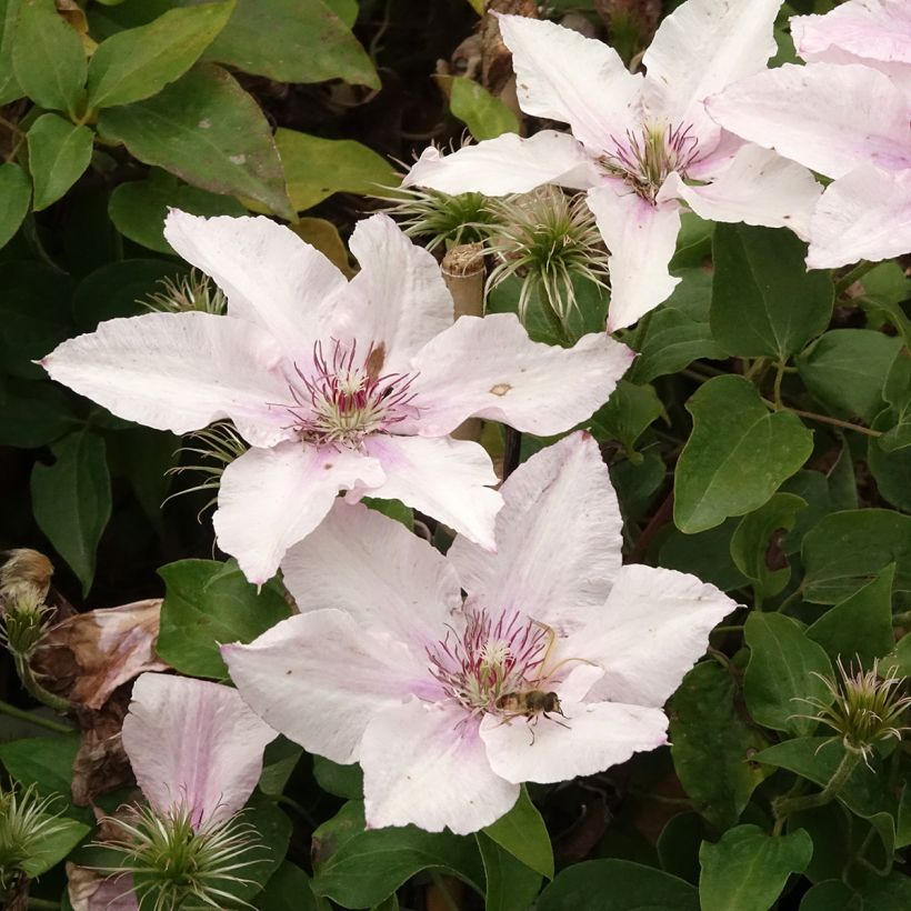 Clematis Pink Fantasy (Floração)