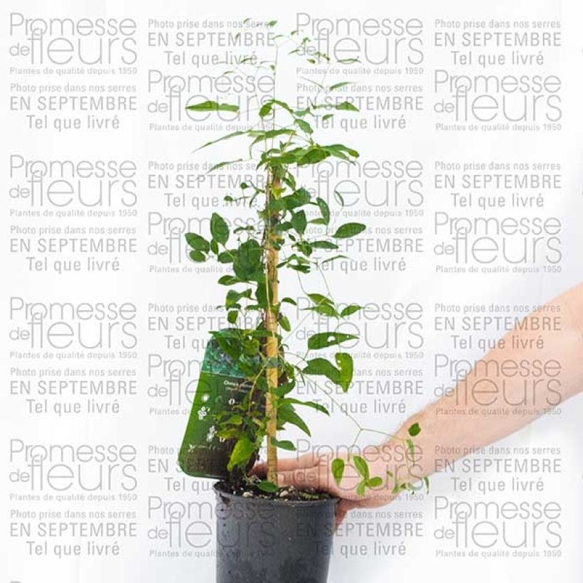 Exemplo de amostra de Clématite - Clematis pitcheri Pot de 2L/3L tal como entregue