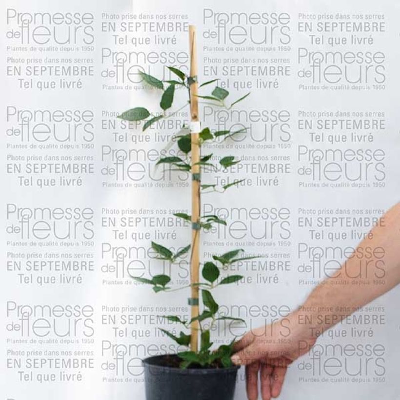 Exemplo de amostra de Clématite - Clematis Prinsesse Alexandra Vaso de 2 L/3 L tal como entregue