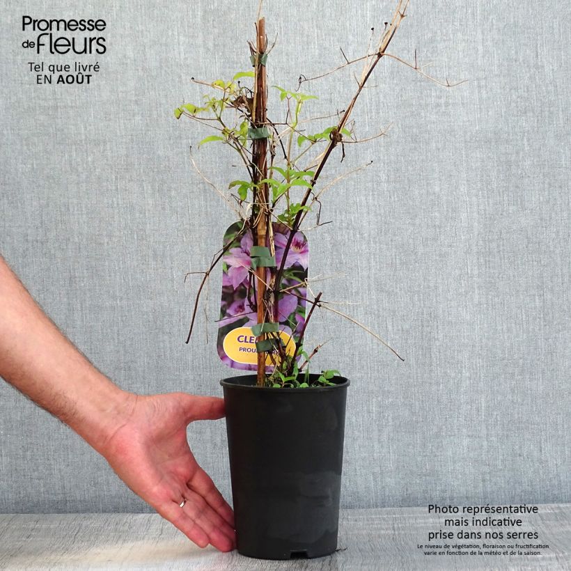 Amostra de Clematis Proud Mary Vaso de 2 L/3 L tal como entregue no verão