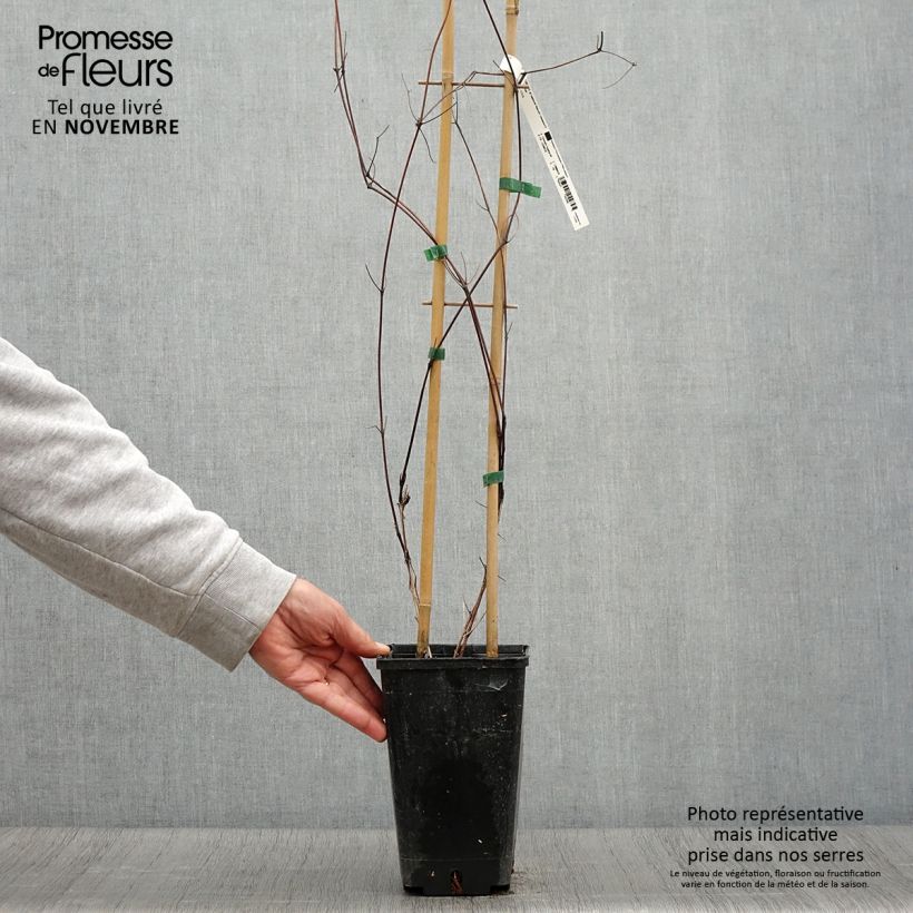 Amostra de Clematis Saphyra Nancy Vaso de 2 L/3 L tal como entregue no outono