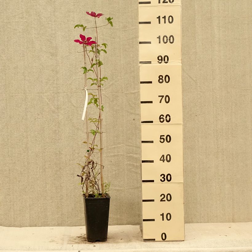 Amostra de Clematis Saphyra Nancy Vaso de 2 L/3 L tal como entregue no verão