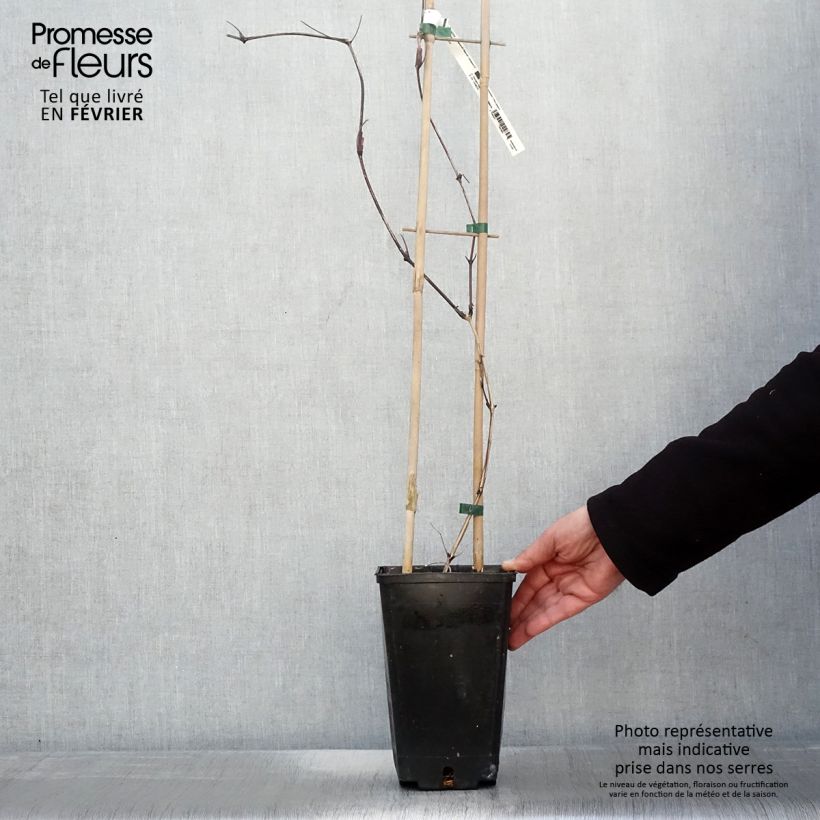 Amostra de Clématite Saphyra Nancy Vaso de 2 L/3 L tal como entregue no inverno