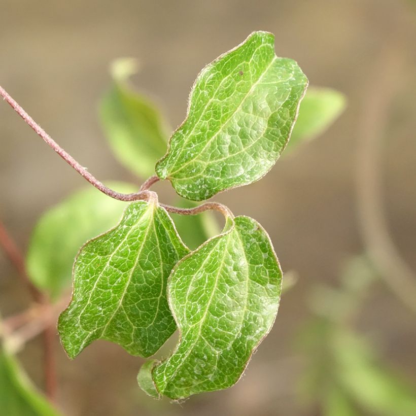 Clematis Saphyra Nancy (Folhagem)