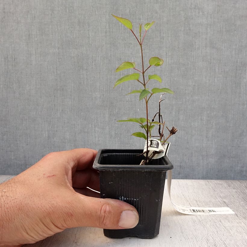 Amostra de Clematis Saphyra Violetta Vaso de 8/9 cm tal como entregue no verão
