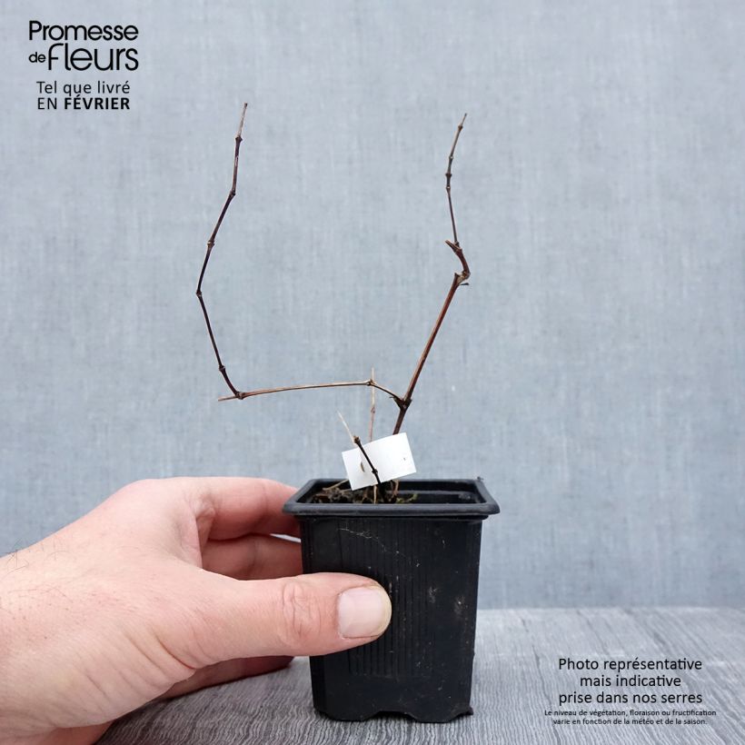 Amostra de Clematis Saphyra Violetta Vaso de 8/9 cm tal como entregue no inverno