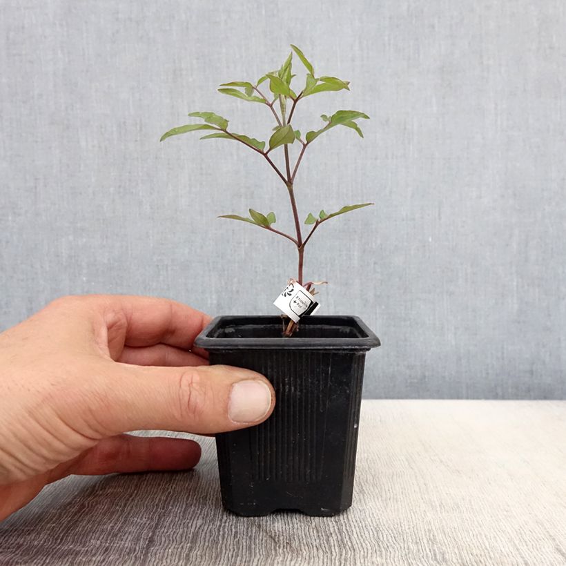 Amostra de Clematis Saphyra Violetta Vaso de 8/9 cm tal como entregue na primavera