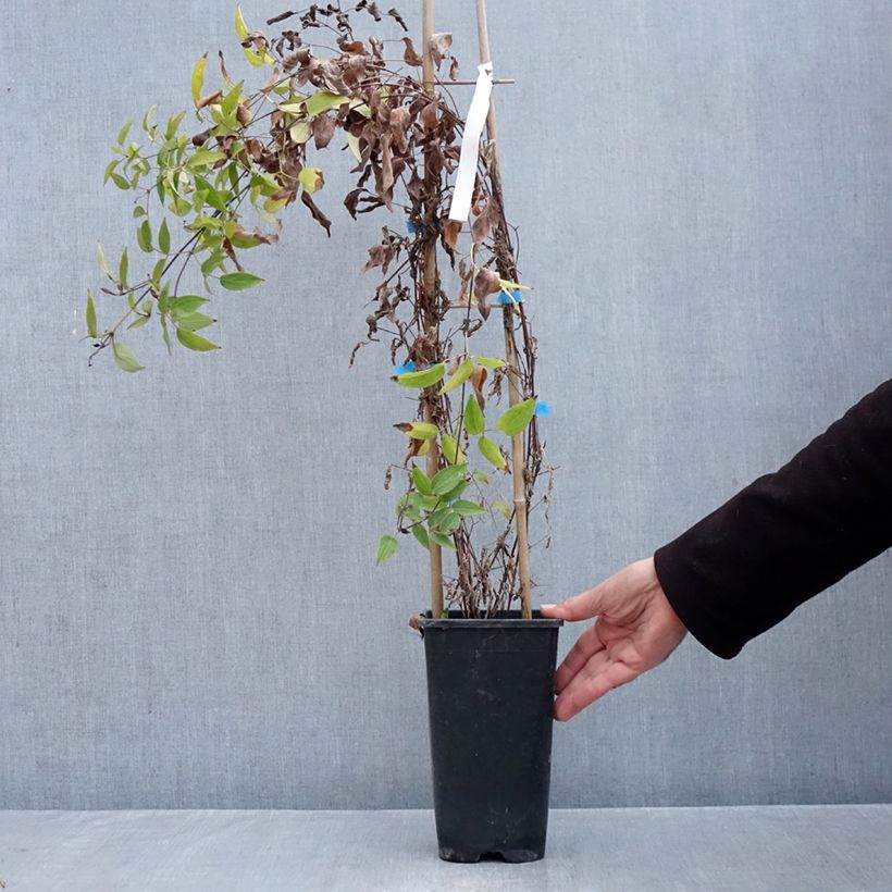 Amostra de Clematis Saphyra Violetta Vaso de 2 L/3 L tal como entregue no outono