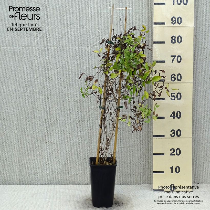 Amostra de Clematis Saphyra Violetta Vaso de 2 L/3 L tal como entregue no verão
