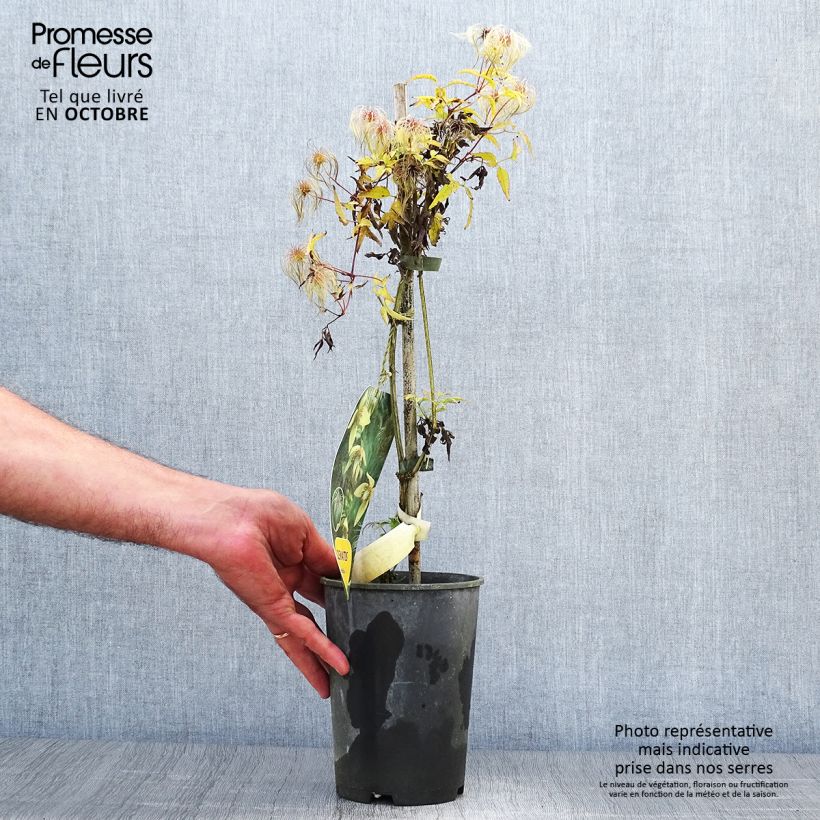 Amostra de Clematis serratifolia Vaso de 1,5 L/2 L tal como entregue no outono
