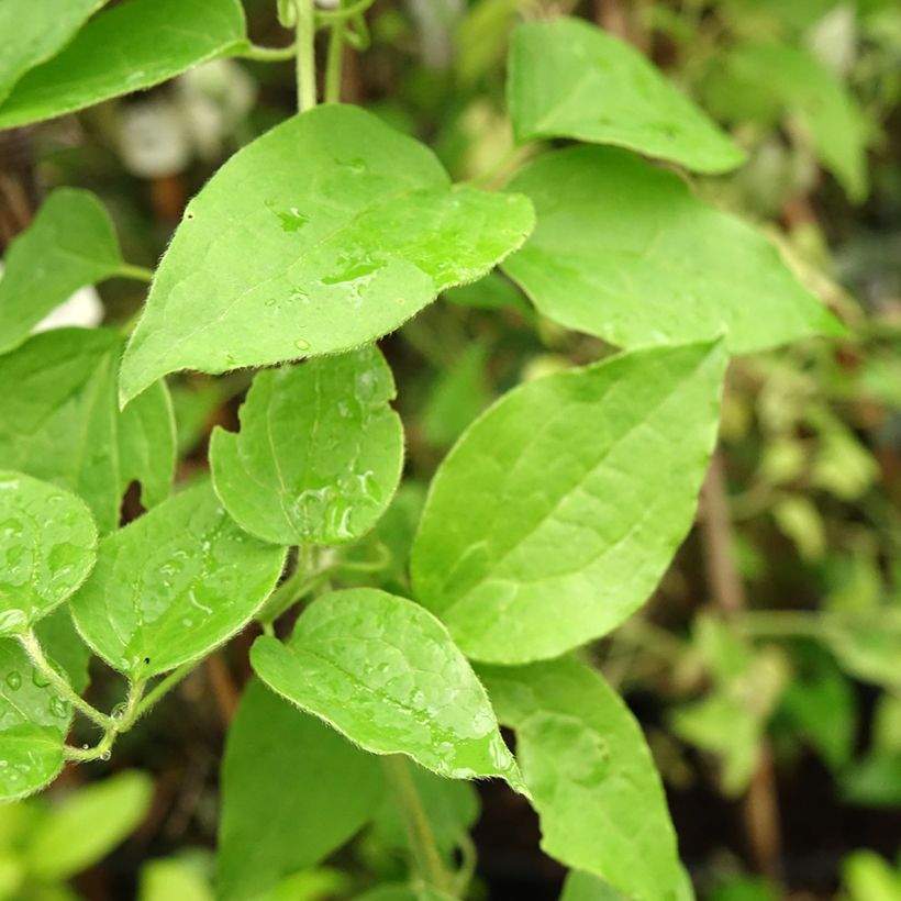 Clematis Sparkler (Folhagem)